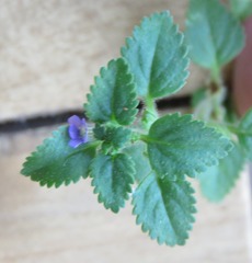 Stemodia verticillata