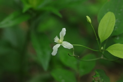 Clematis brachyura