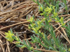 Thymelaea