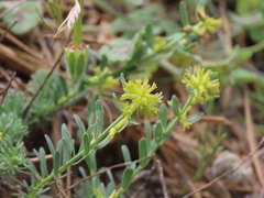 Thymelaea