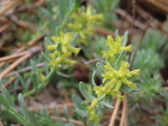 Thymelaea