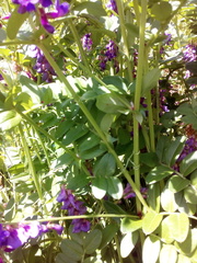 Vicia amoena