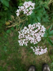 Valeriana officinalis