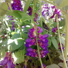 Vicia amoena