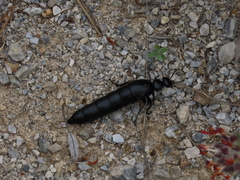 Berberomeloe tenebrosus