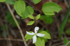 Clematis brachyura