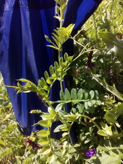 Vicia amoena