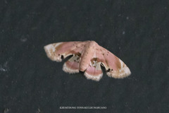 Holocryptis erubescens