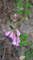 Teucrium chamaedrys