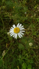 Tripleurospermum inodorum