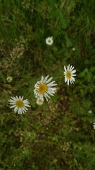 Tripleurospermum inodorum