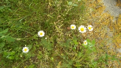 Tripleurospermum inodorum