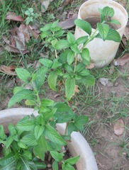 Pentas lanceolata