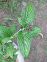 Pentas lanceolata