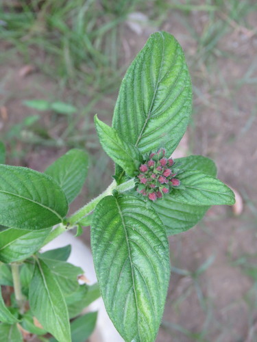 Pentas lanceolata