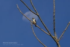 Microhierax fringillarius