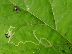 Chrysopilus ornatus