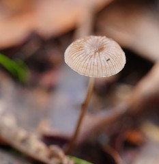 Mycena mijoi