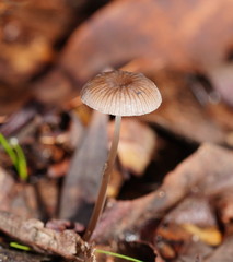 Mycena mijoi