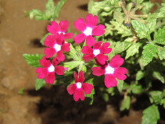 Glandularia × hybrida