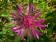 Centaurea rhaetica