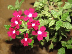 Glandularia × hybrida