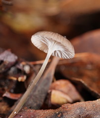 Mycena mijoi