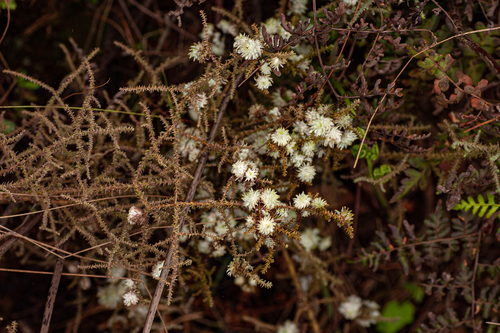 Seriphium plumosum image