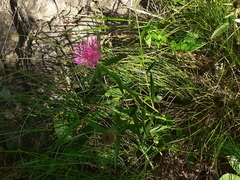 Centaurea rhaetica