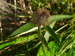 Centaurea rhaetica