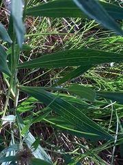 Centaurea rhaetica