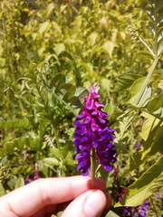 Vicia amoena