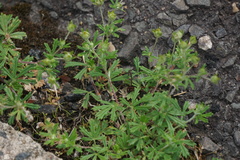 Potentilla argentea