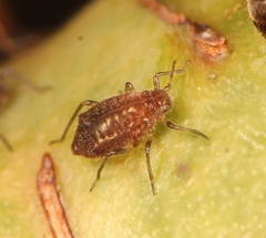 Maculolachnus submacula