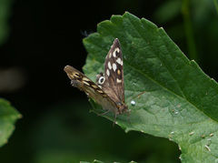 Pararge aegeria