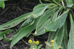 Plantago lanceolata