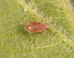 Microlophium carnosum