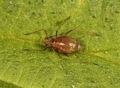 Microlophium carnosum