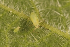 Microlophium carnosum