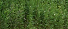 Artemisia vulgaris
