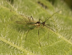 Microlophium carnosum