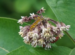 Asclepias syriaca
