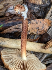 Pholiota multicingulata