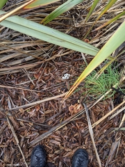 Pholiota multicingulata