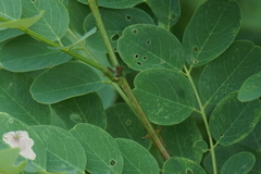 Robinia pseudoacacia