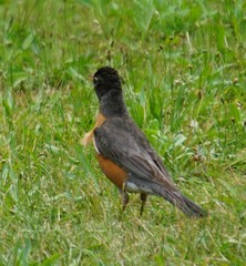 Turdus migratorius