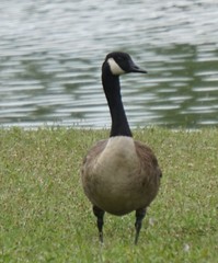 Branta canadensis