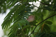 Albizia julibrissin