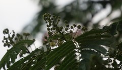 Albizia julibrissin