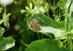 Pararge aegeria